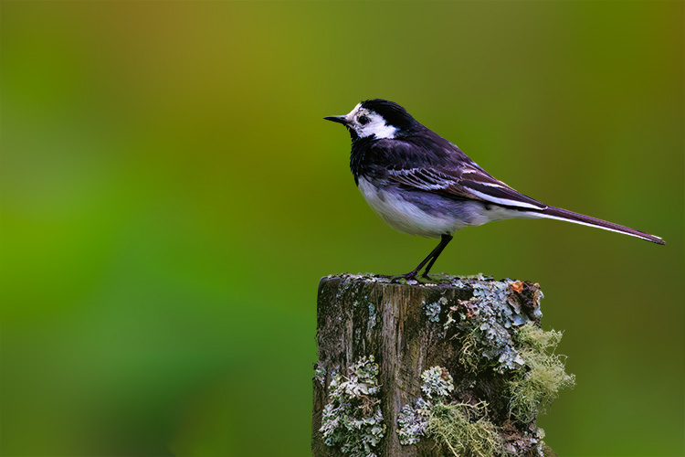 Pied Wagtail Motacilla alba On a post green background